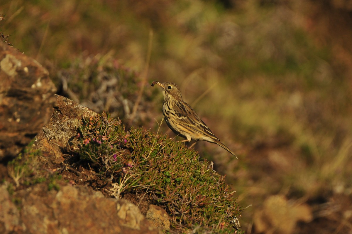 Meadow Pipit - Dominic More O’Ferrall