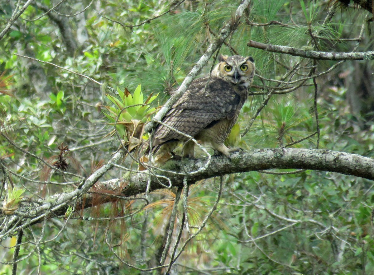 Great Horned Owl - ML618943691