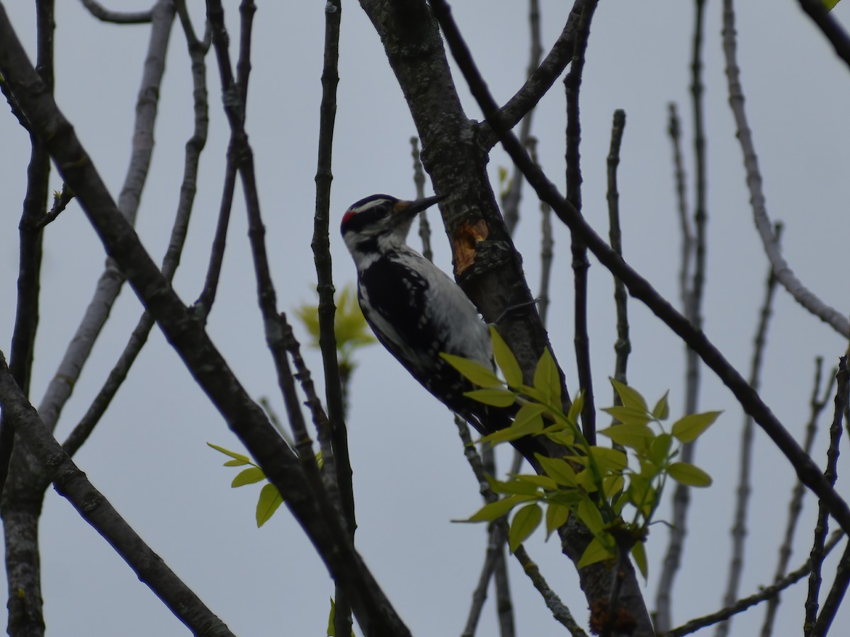 Hairy Woodpecker (Eastern) - Patrick McGill
