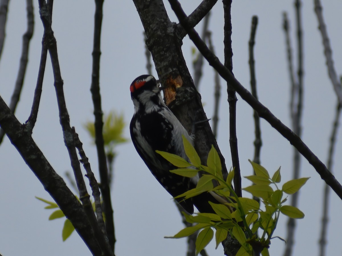 Hairy Woodpecker (Eastern) - Patrick McGill