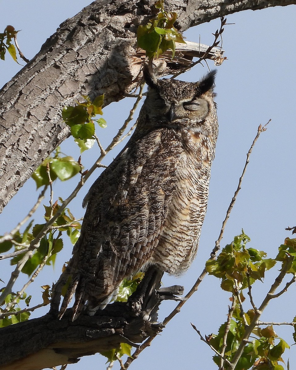 Great Horned Owl - ML618943743