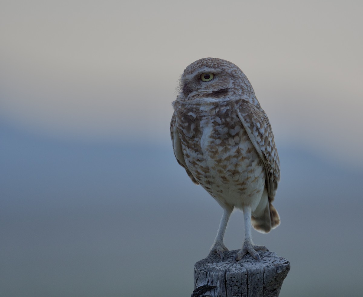 Burrowing Owl - Tim Johnson