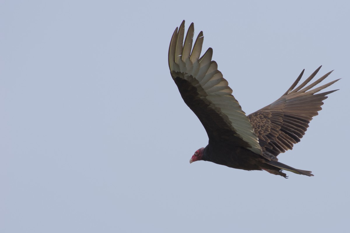 Turkey Vulture - Carson Kearns