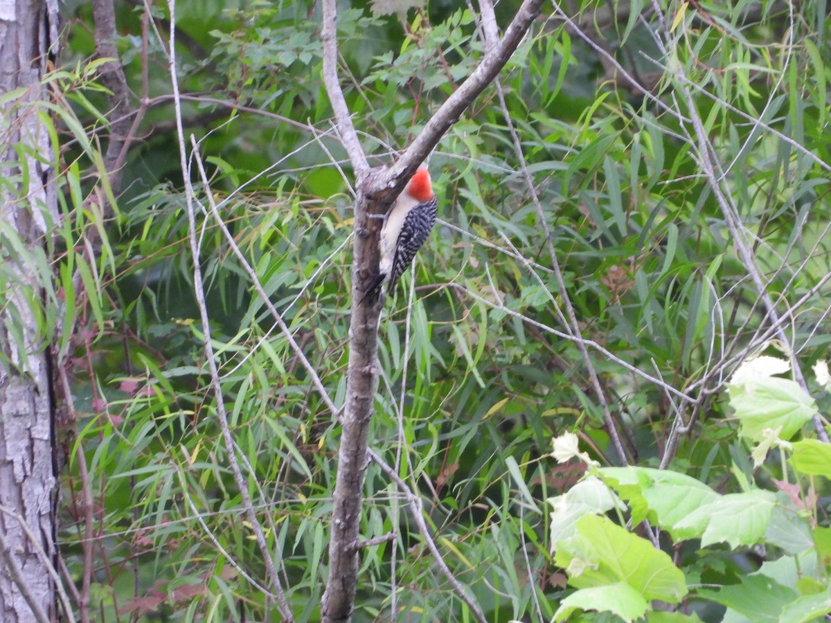 Red-bellied Woodpecker - ML618943760