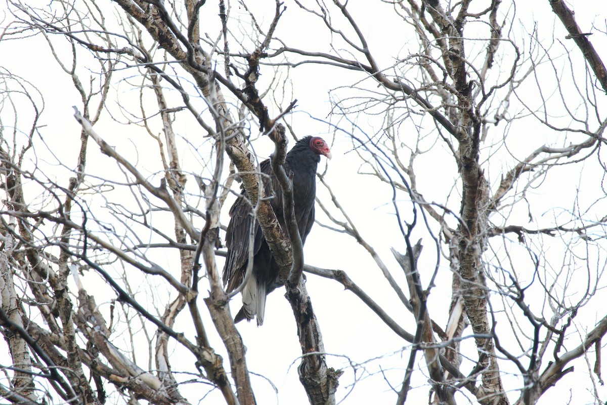 Turkey Vulture - A Branch