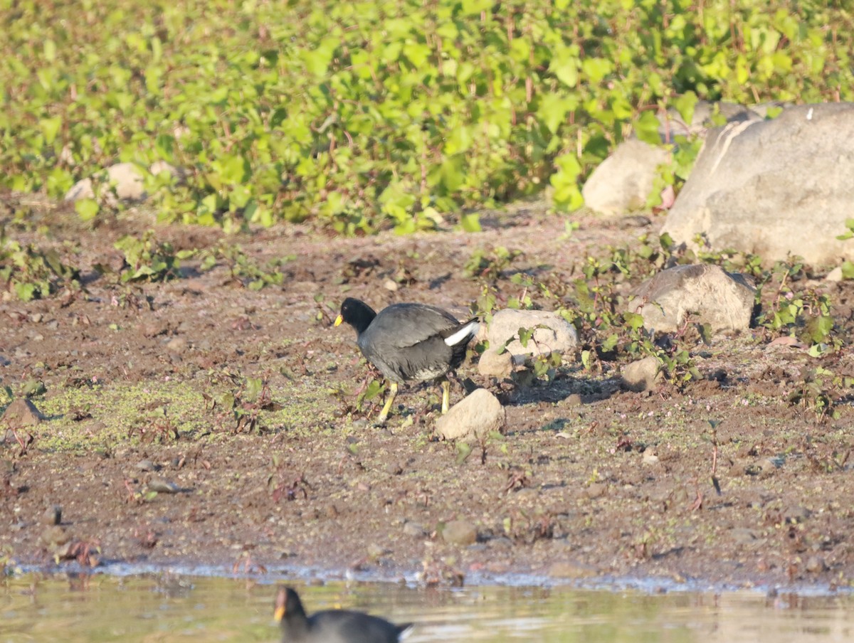 Red-fronted Coot - ML618943800