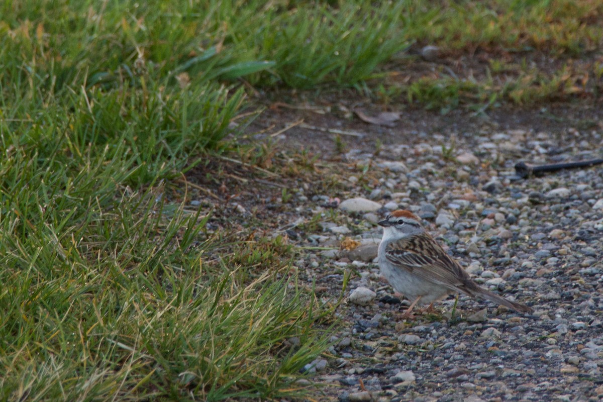 Chipping Sparrow - A Branch