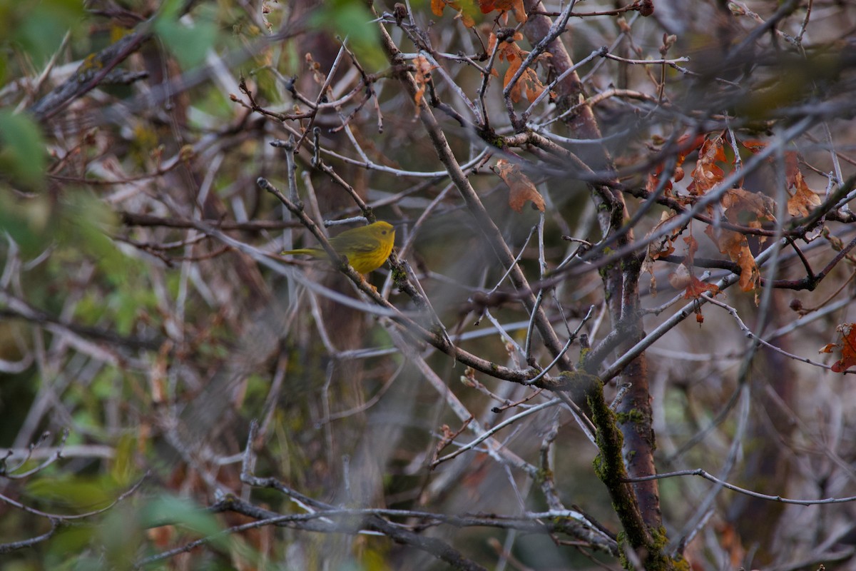 Yellow Warbler - A Branch