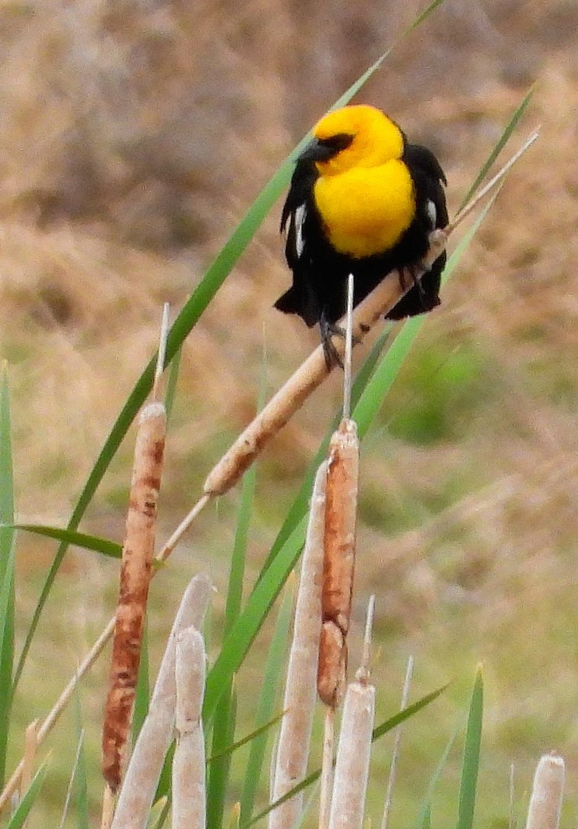 Yellow-headed Blackbird - ML618943837