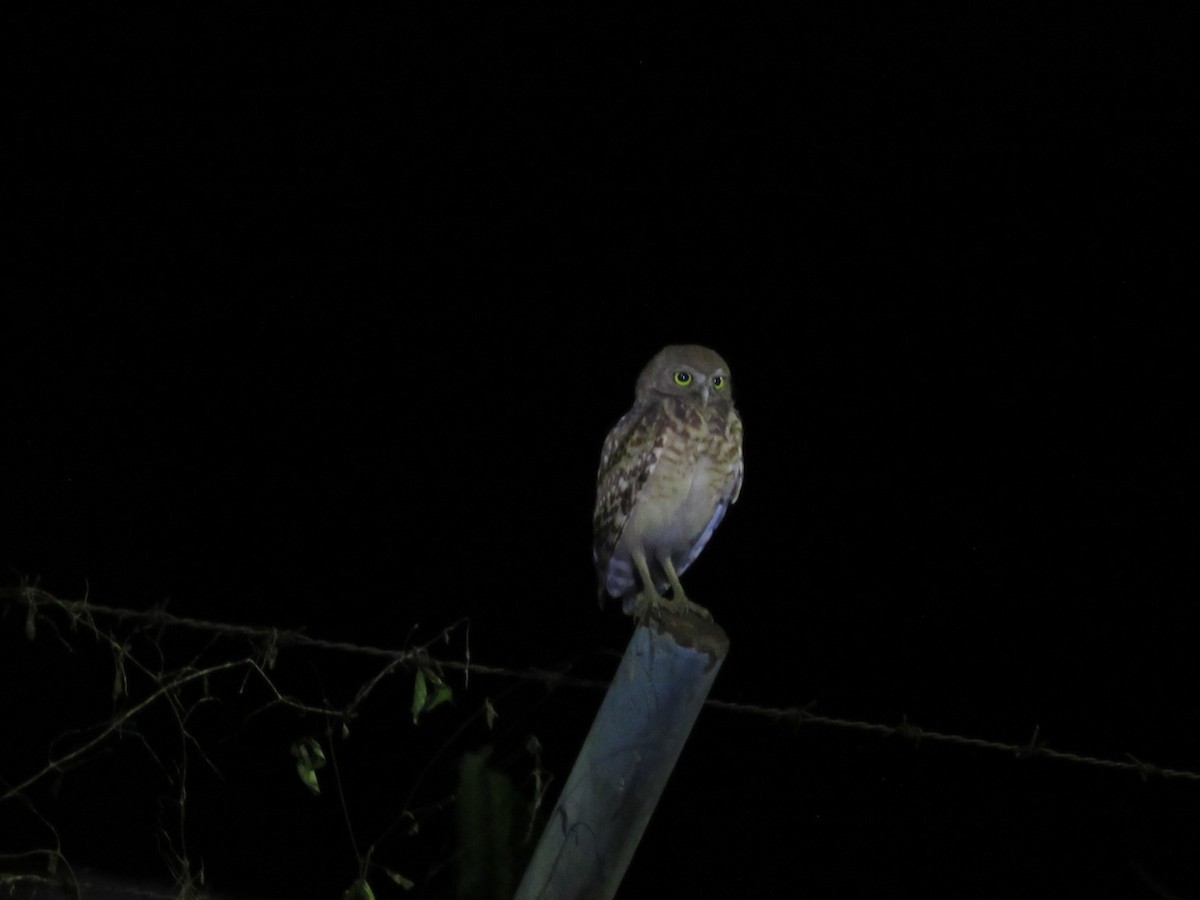 Burrowing Owl - Emelyn Siachoque Pineda