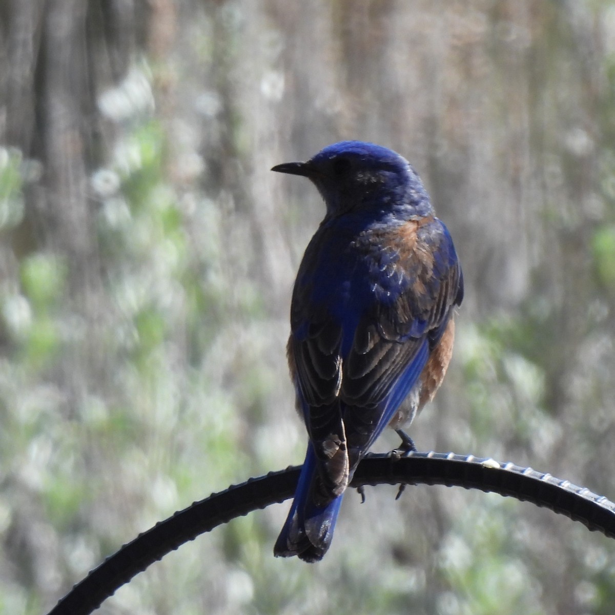 Western Bluebird - Margi Finch