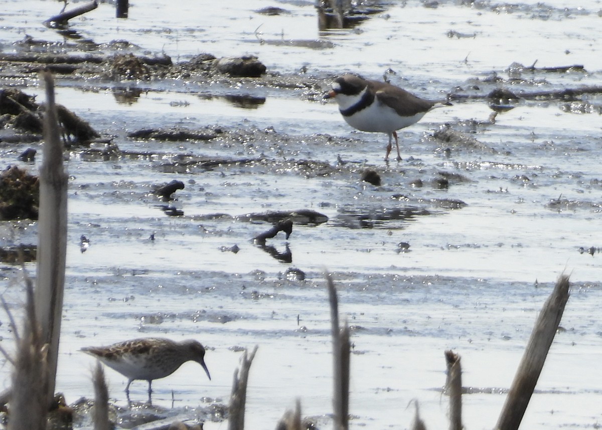 Semipalmated Plover - ML618943929