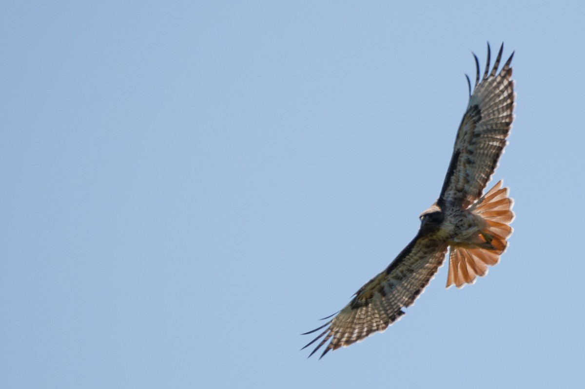 Red-tailed Hawk - Grace Oliver