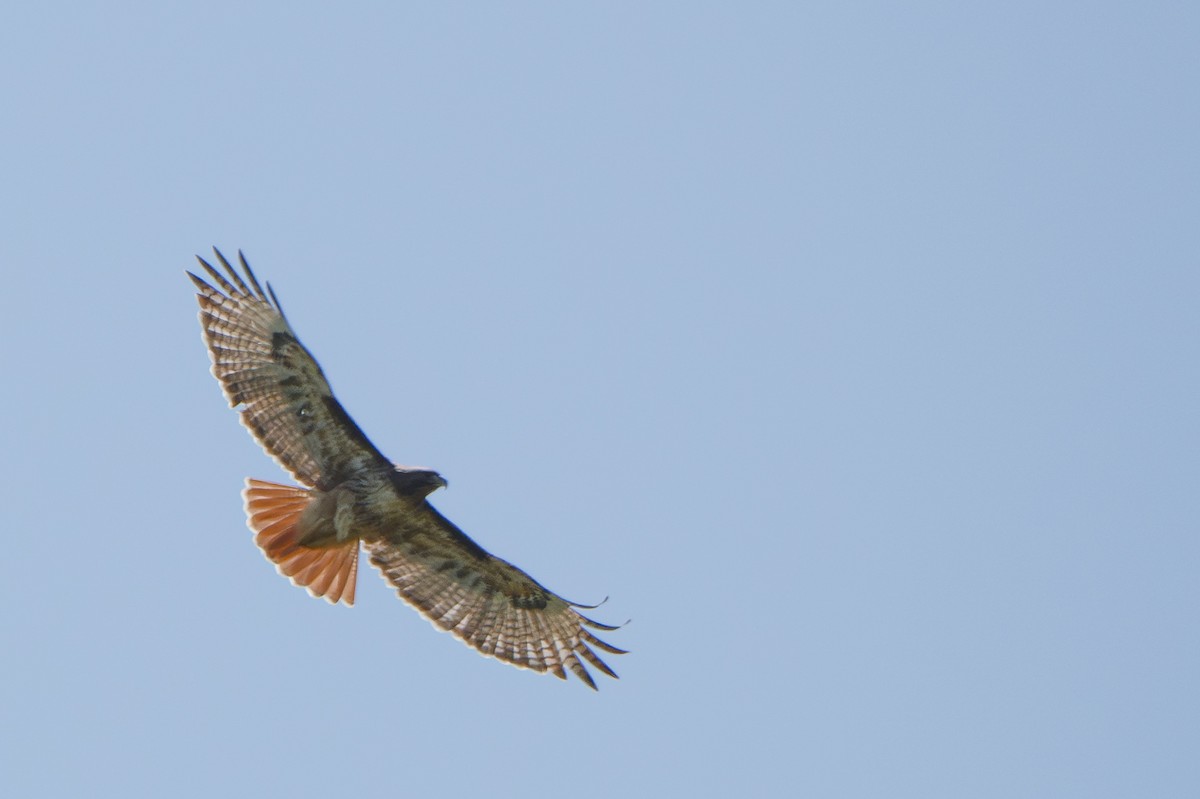 Red-tailed Hawk - ML618943939