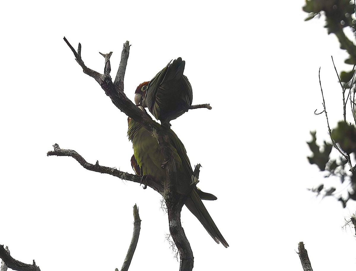 Guayaquil Papağanı - ML618943965