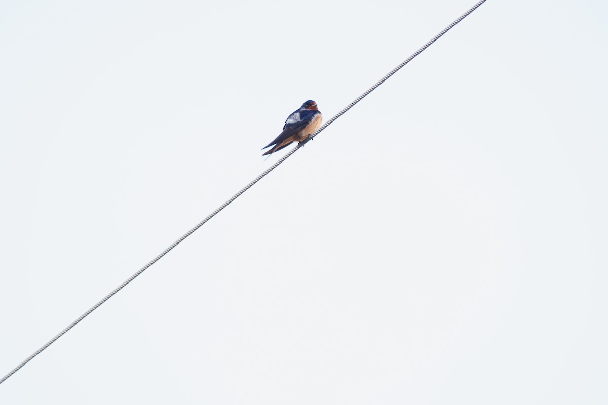Barn Swallow - ML618943976