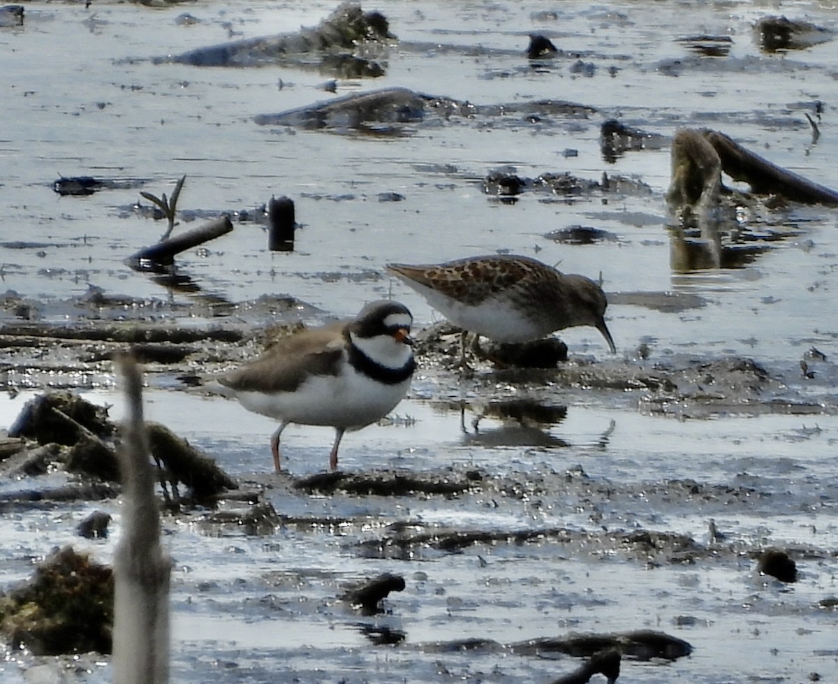 Semipalmated Plover - Carolyn Lueck