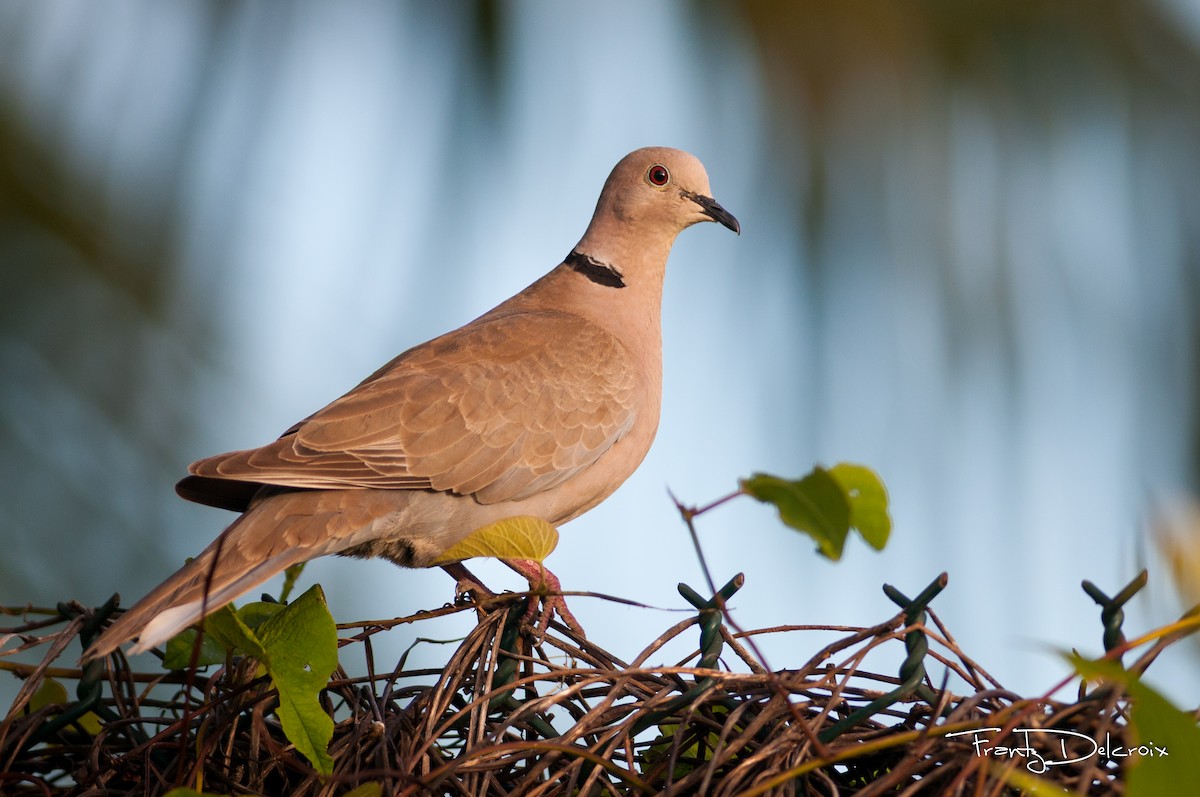 Eurasian Collared-Dove - Frantz Delcroix (Duzont)