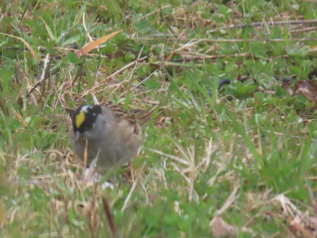 Golden-crowned Sparrow - ML618944019