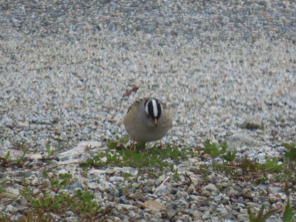 White-crowned Sparrow - Steven  Hayward