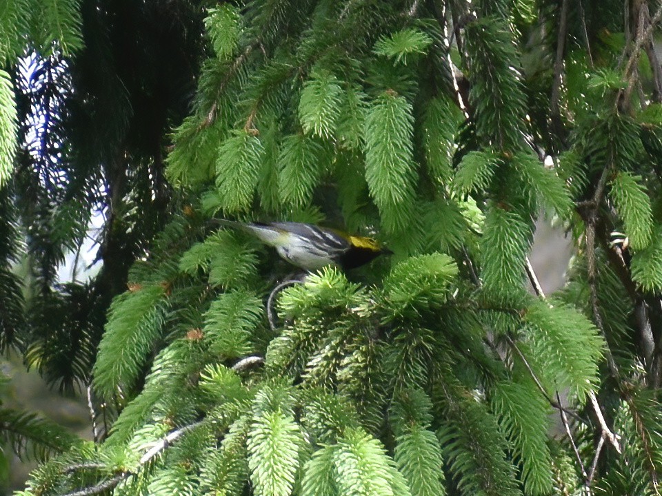 Black-throated Green Warbler - ML618944033