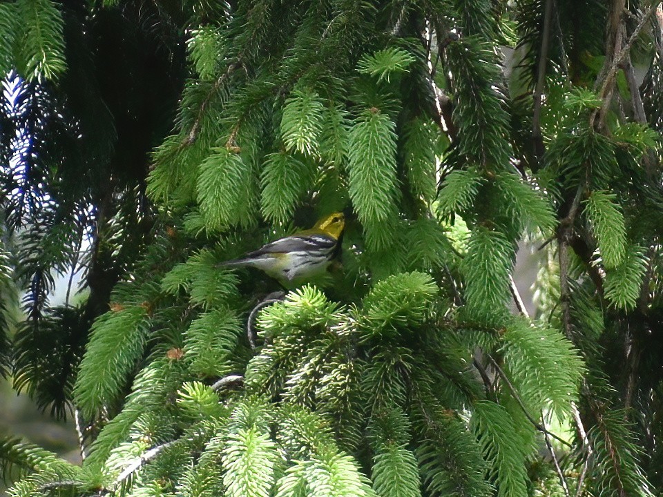 Black-throated Green Warbler - ML618944034