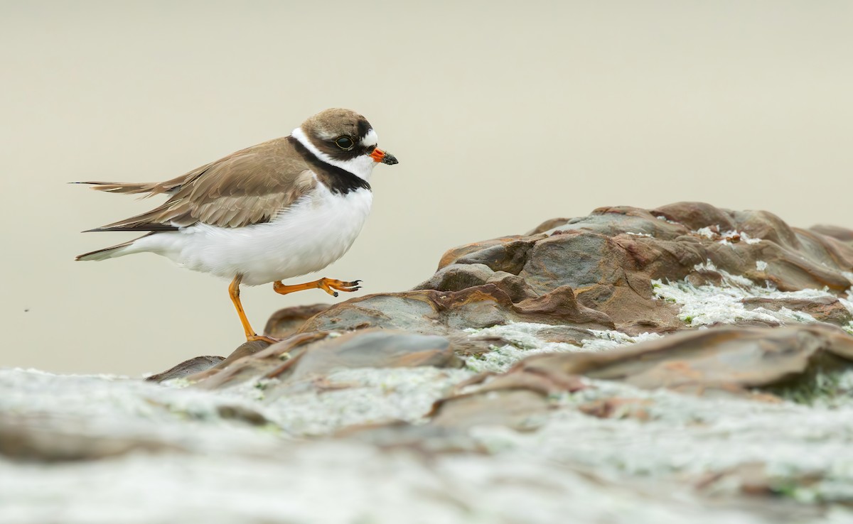 Semipalmated Plover - ML618944060