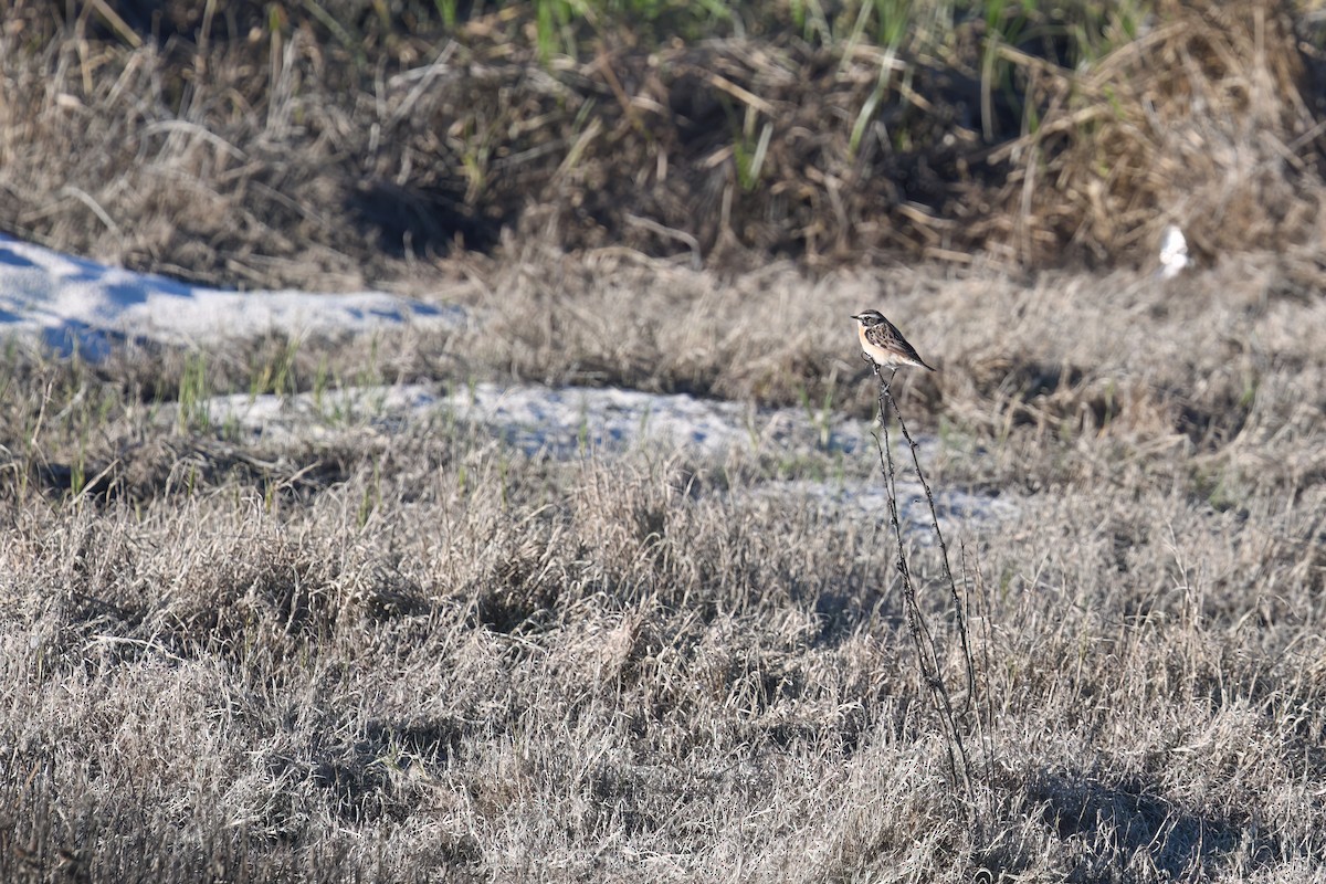 Whinchat - ML618944061