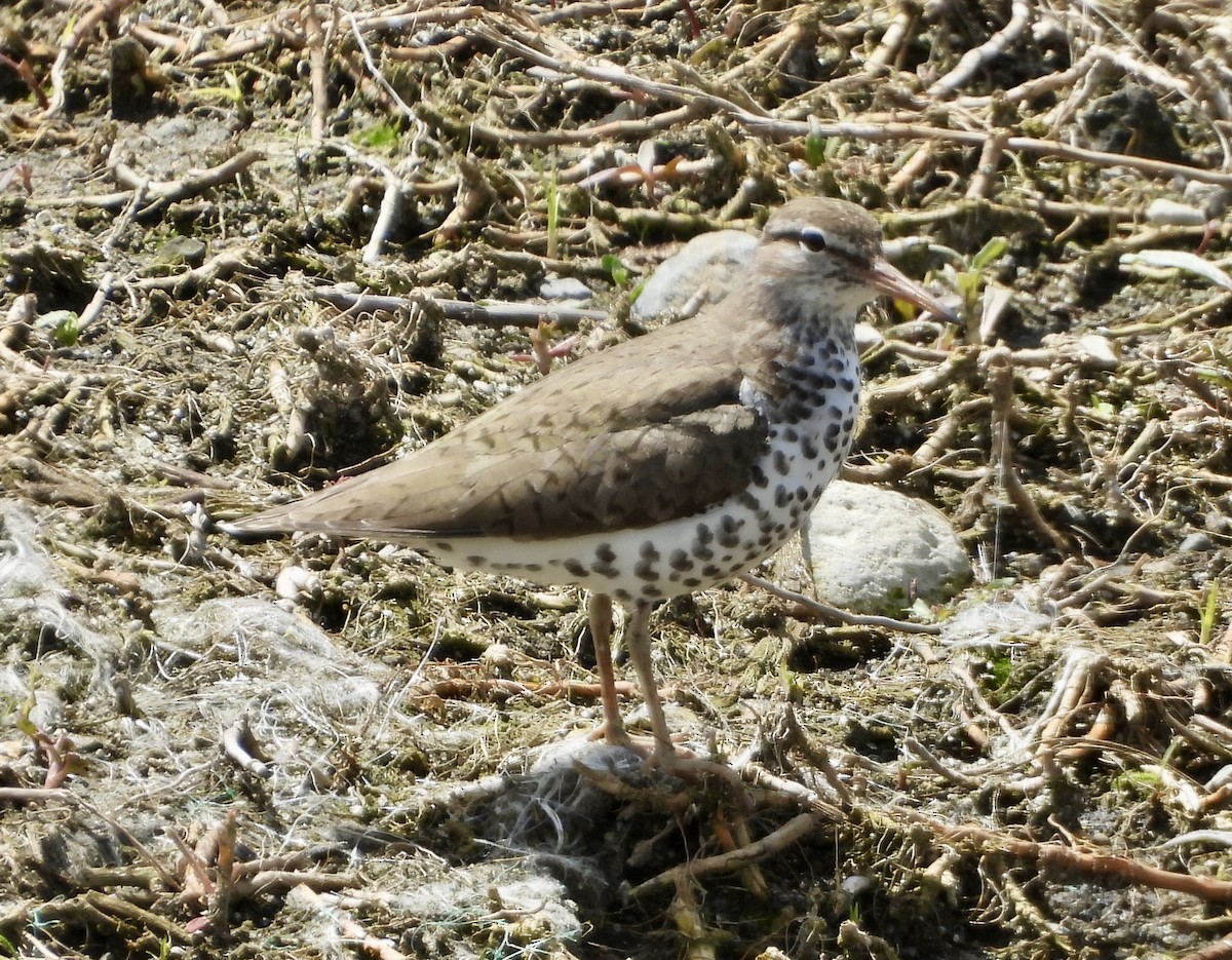 Spotted Sandpiper - Carolyn Lueck