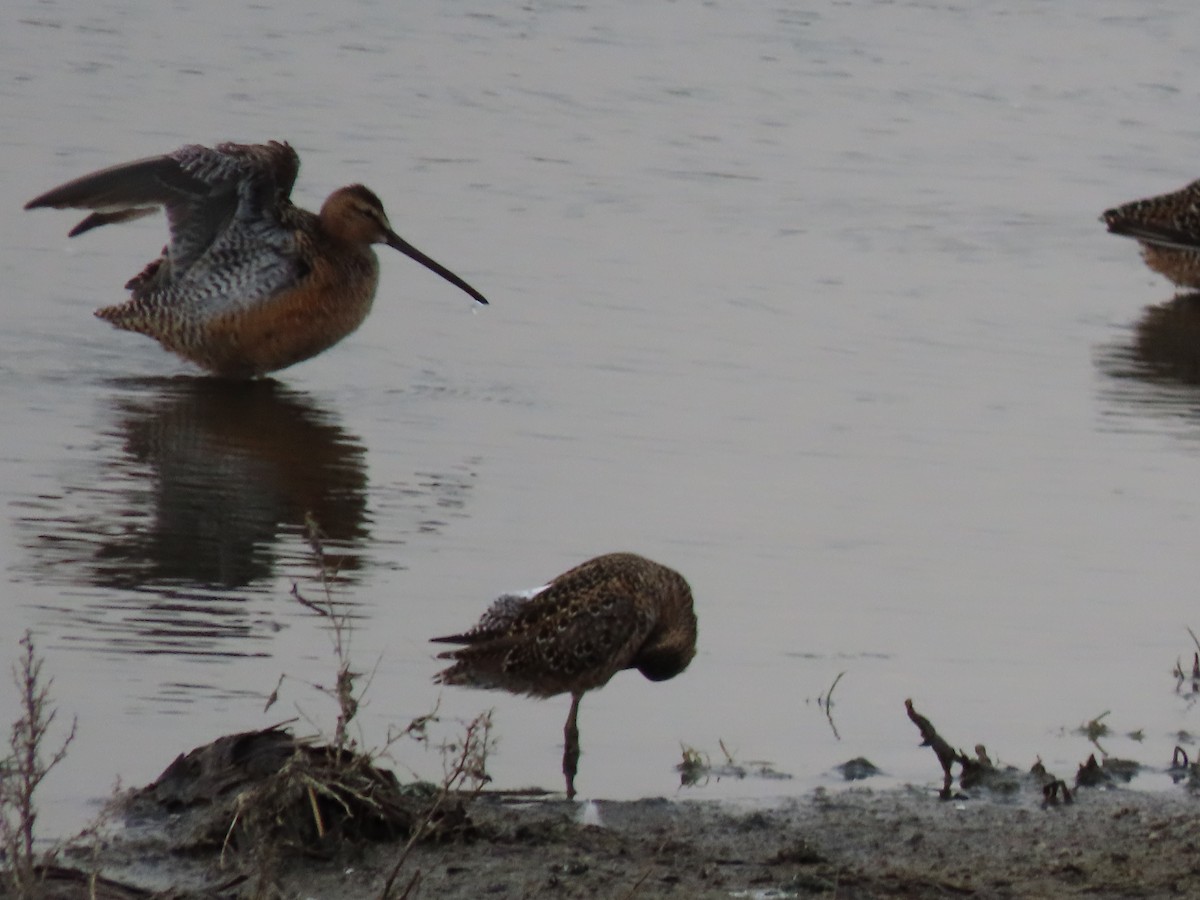 Long-billed Dowitcher - ML618944170