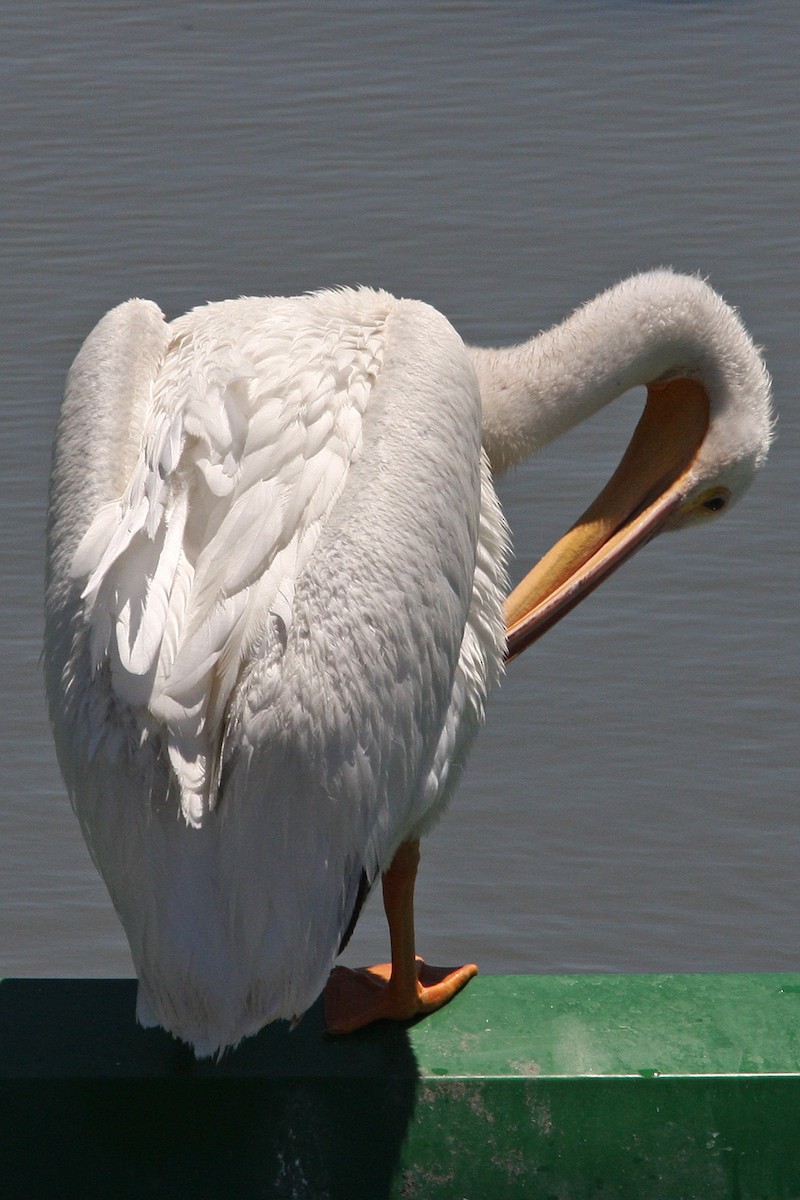 American White Pelican - ML618944241