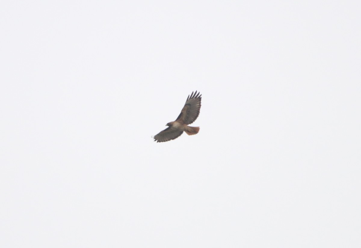 Red-tailed Hawk - ML618944250