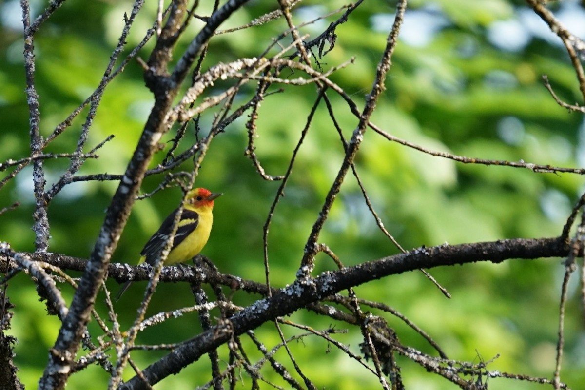 Western Tanager - ML618944251