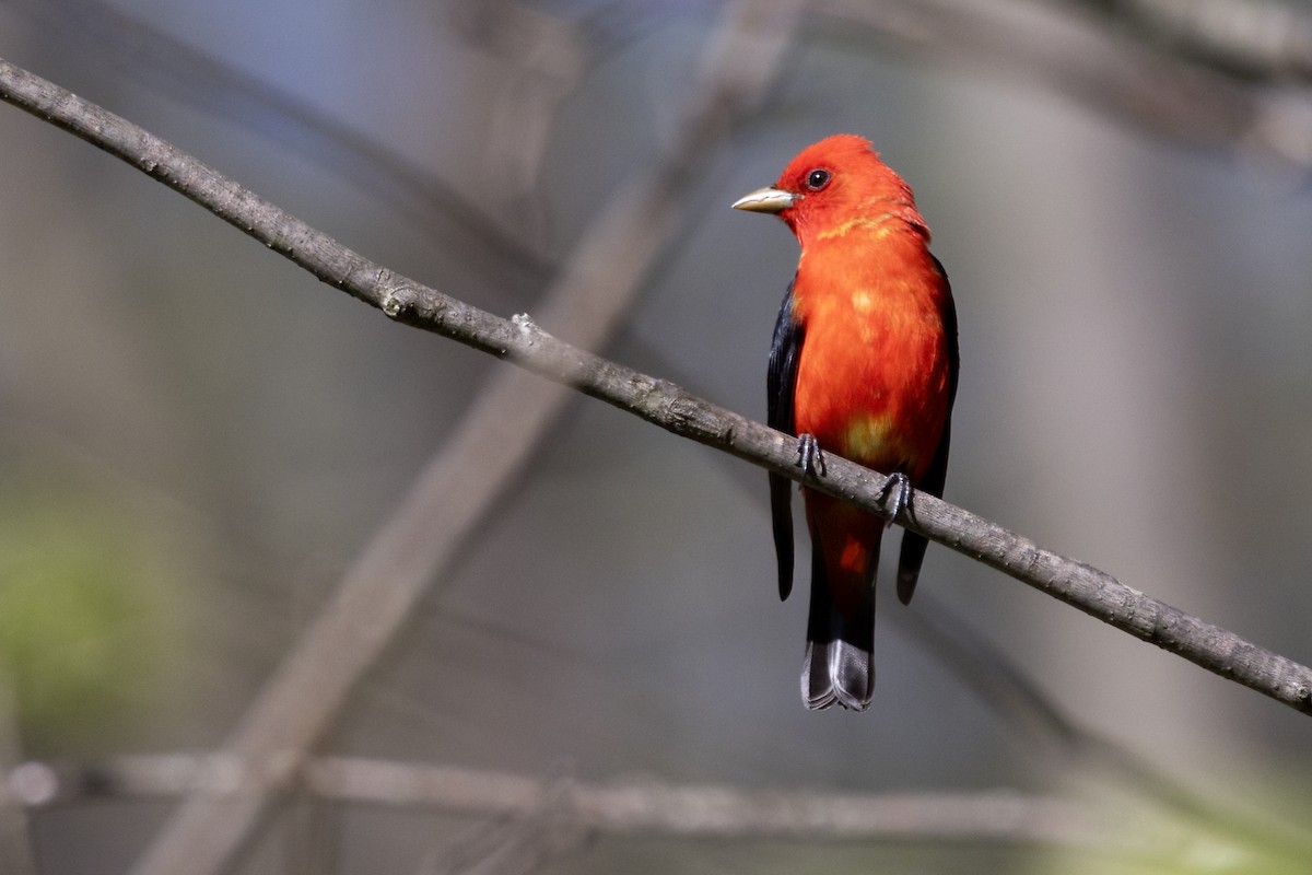 Scarlet Tanager - ML618944261
