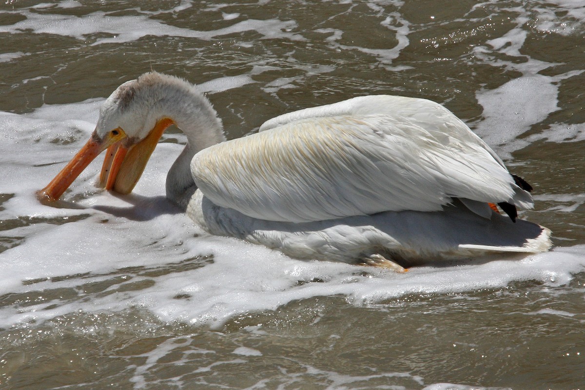 pelikán severoamerický - ML618944281