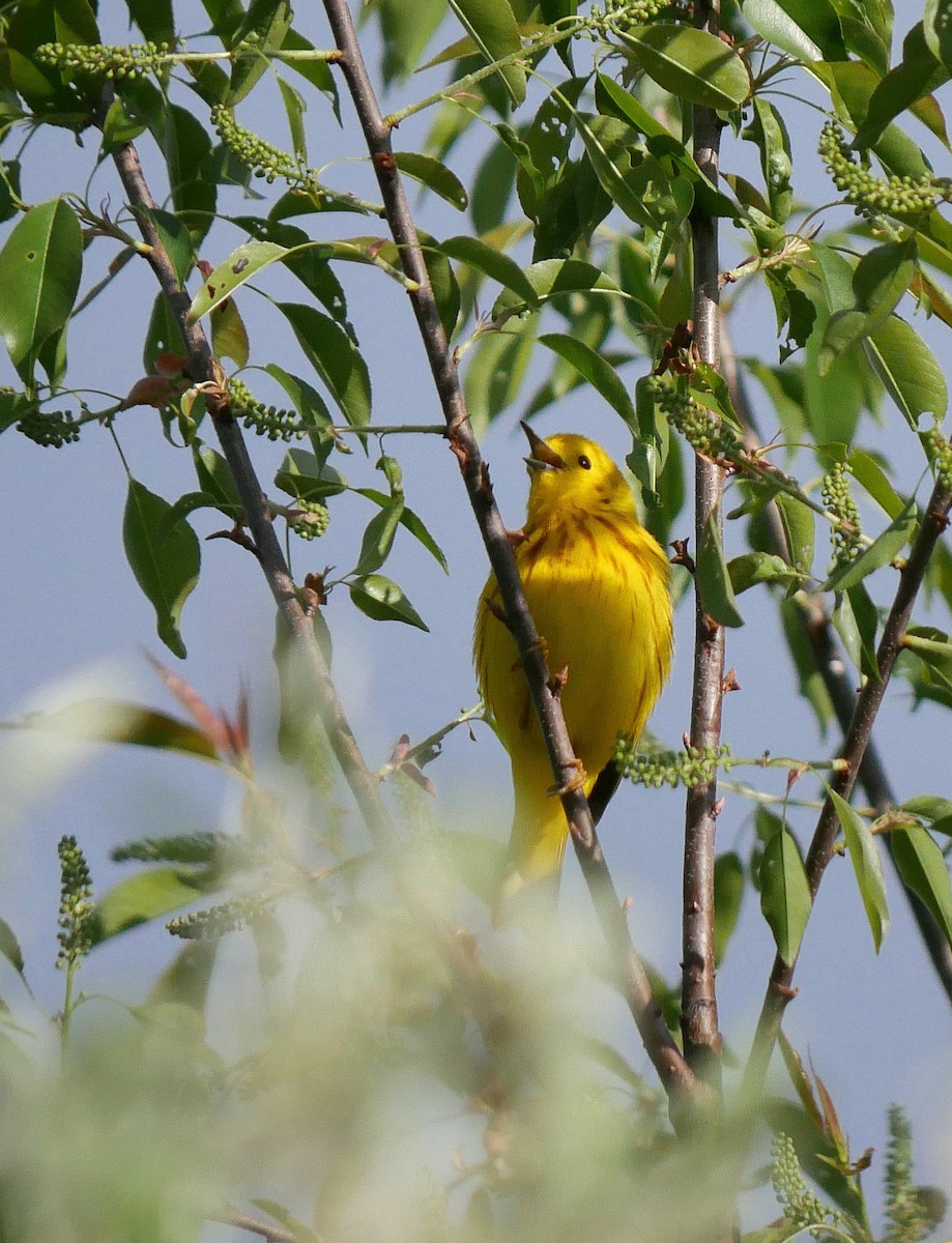 Yellow Warbler - Dove K
