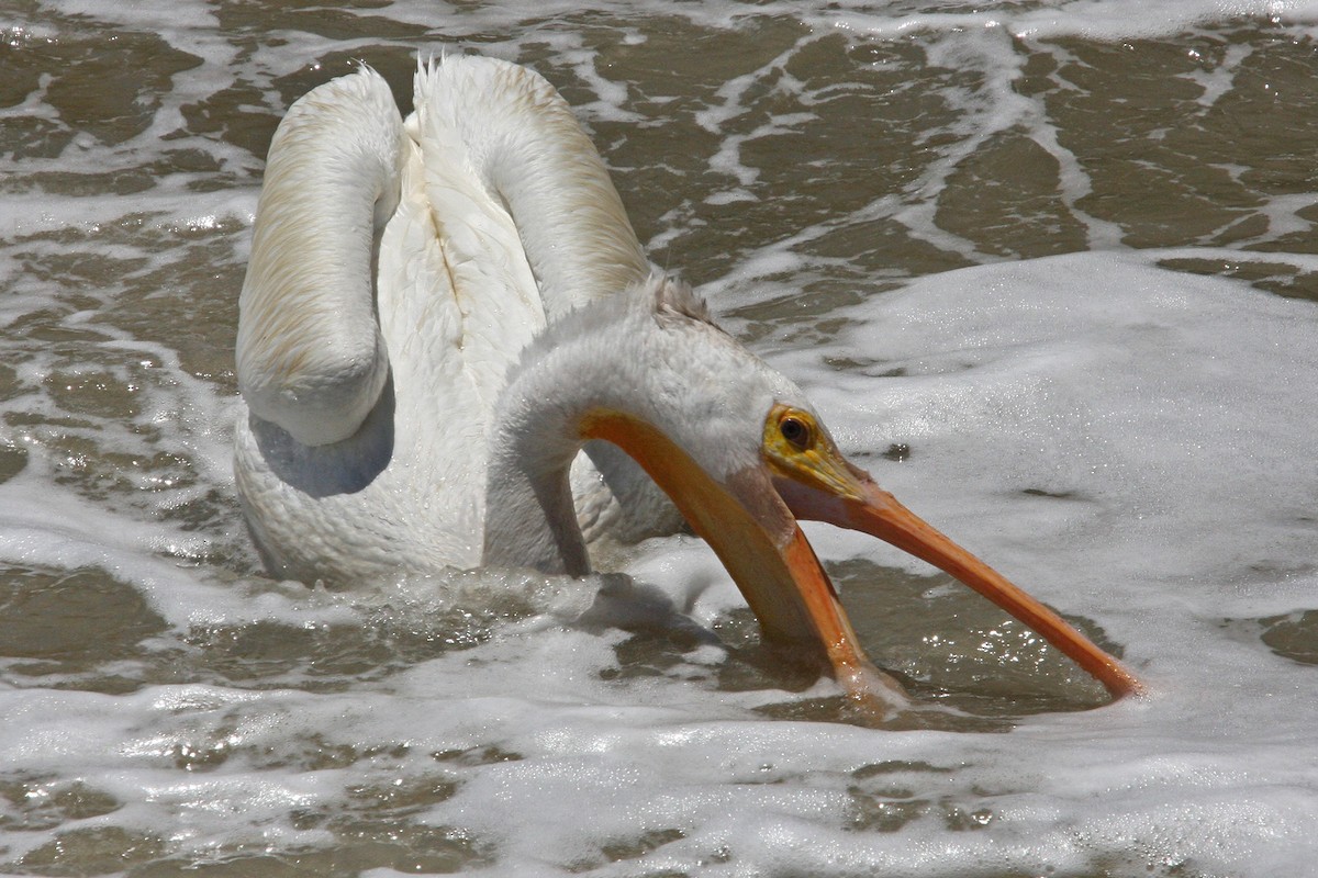 pelikán severoamerický - ML618944285