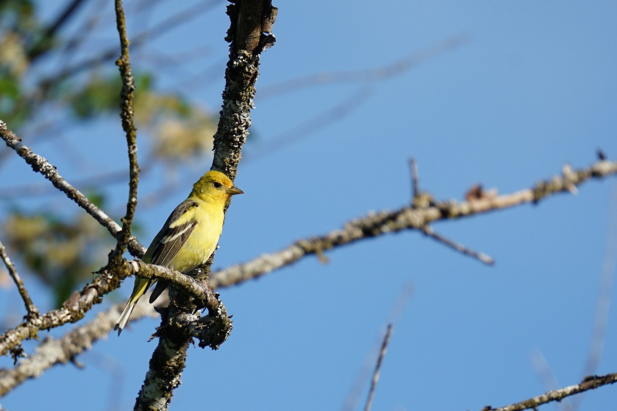 Western Tanager - Mark Swanson