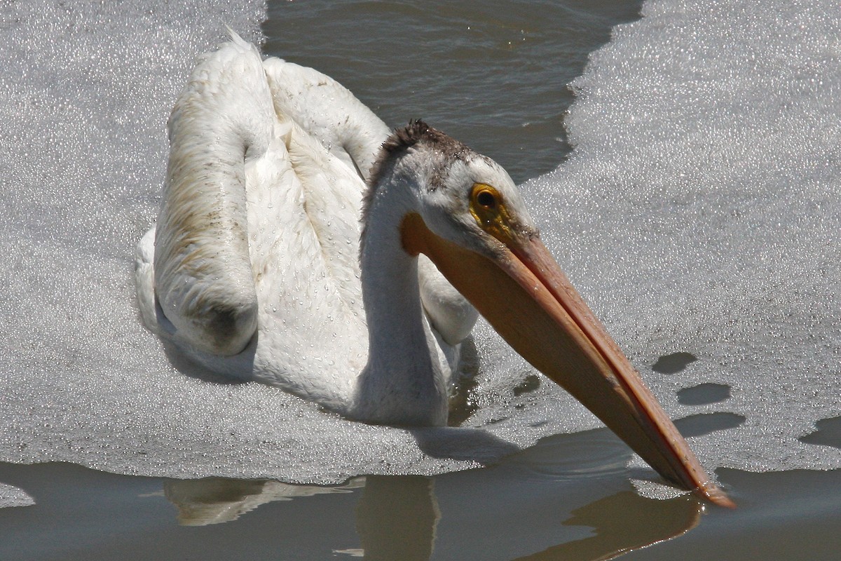 pelikán severoamerický - ML618944290