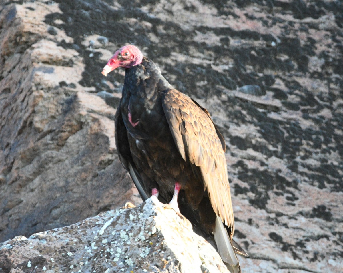 Turkey Vulture - ML618944292