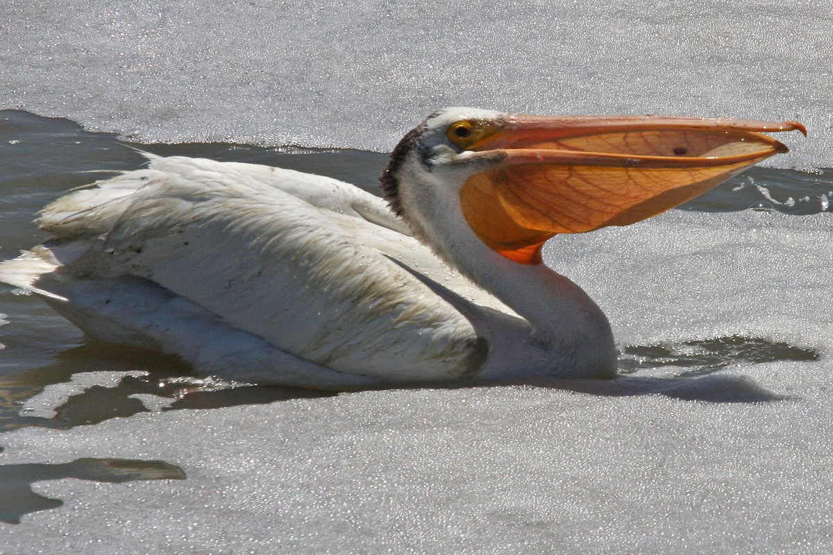 American White Pelican - William Clark