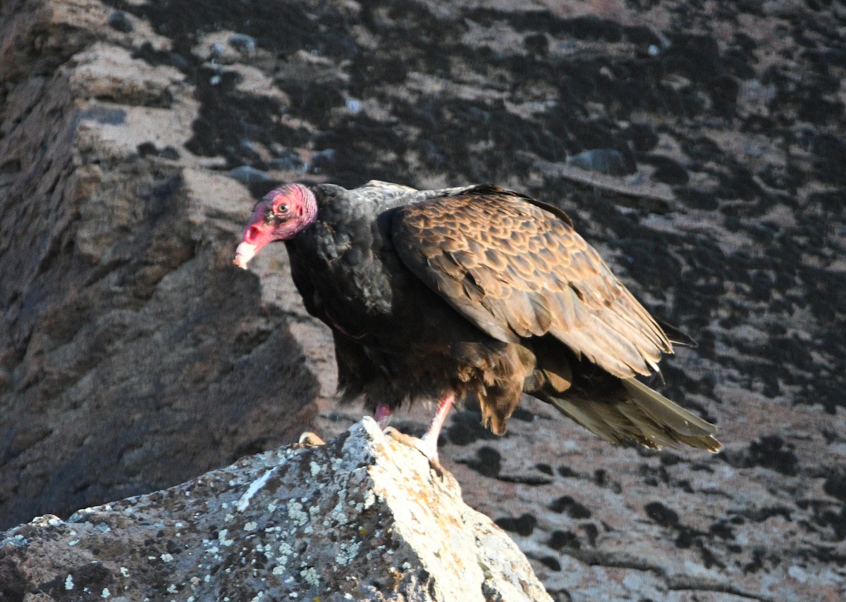 Turkey Vulture - ML618944299