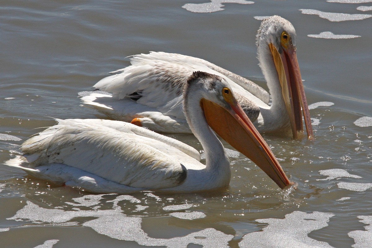 pelikán severoamerický - ML618944300
