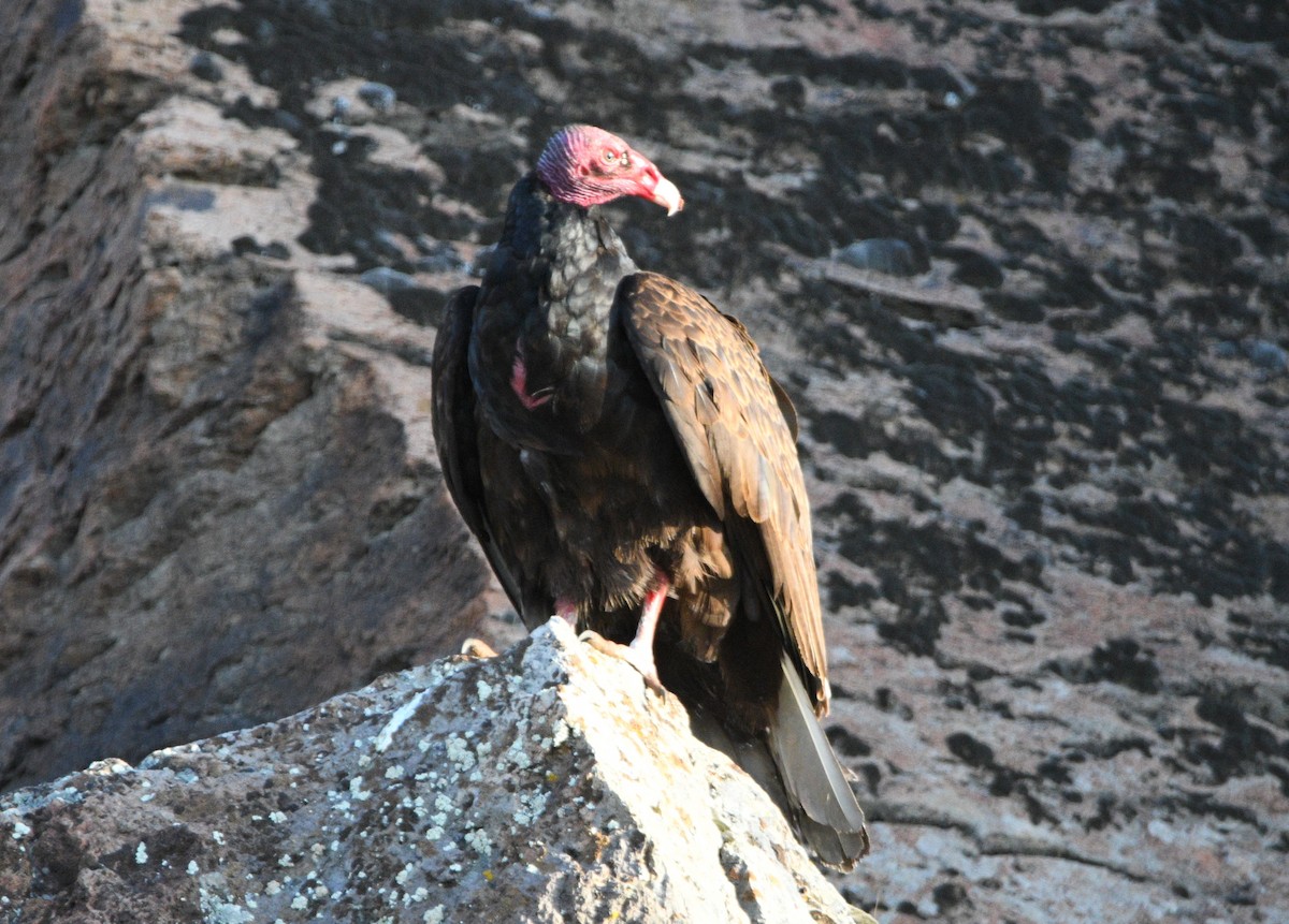 Turkey Vulture - ML618944302