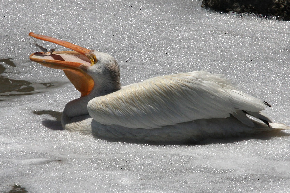 pelikán severoamerický - ML618944305