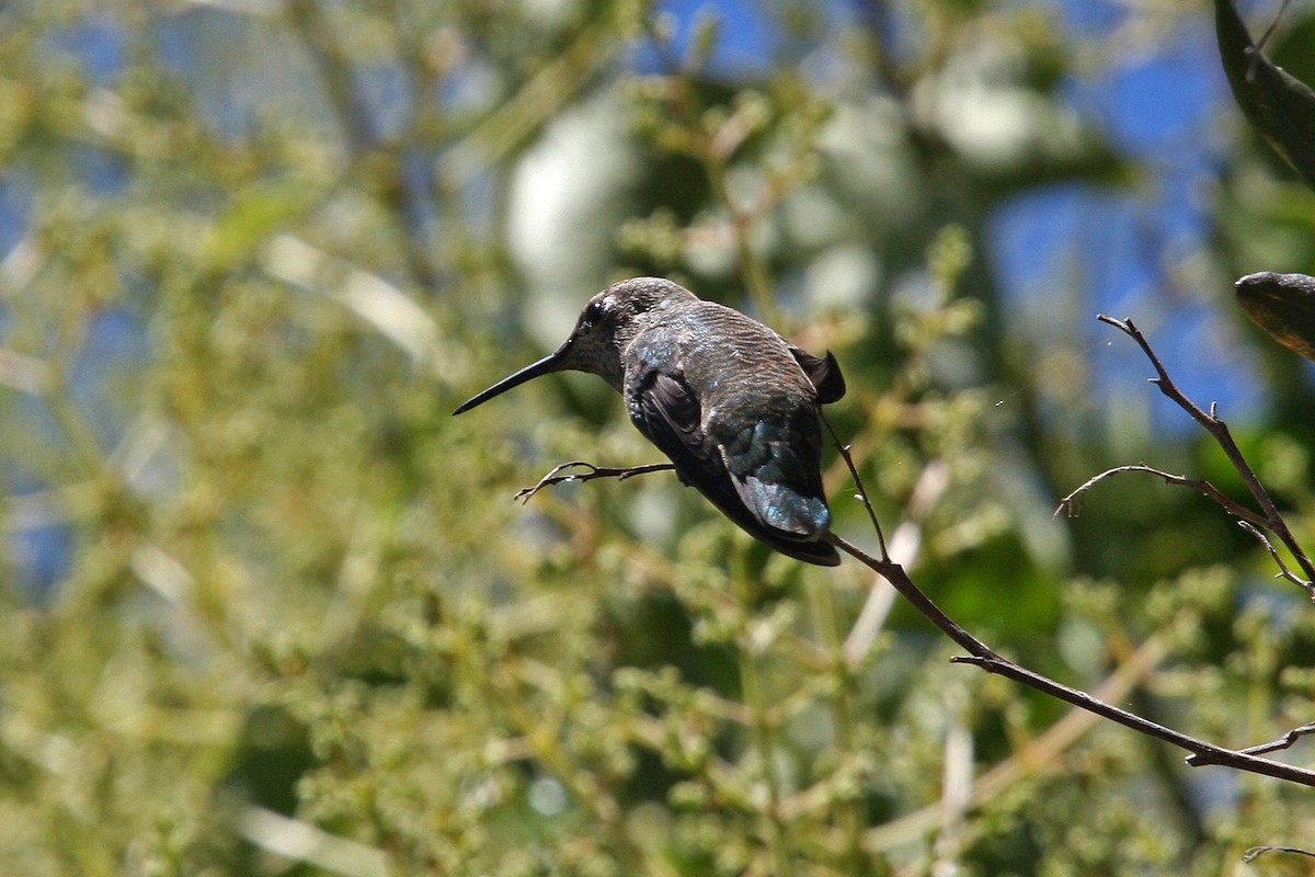 Anna's Hummingbird - ML618944331