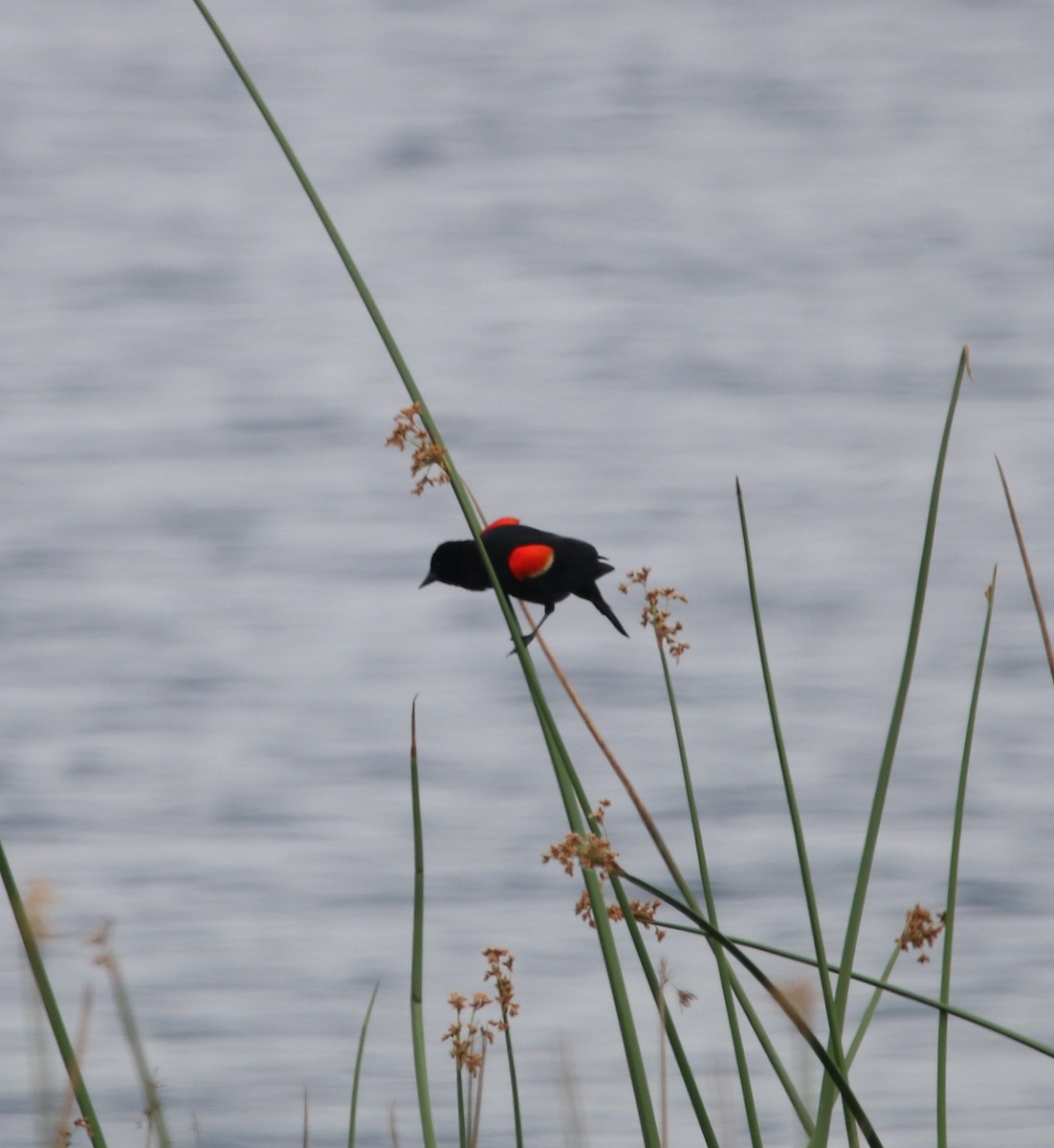 Red-winged Blackbird - ML618944367