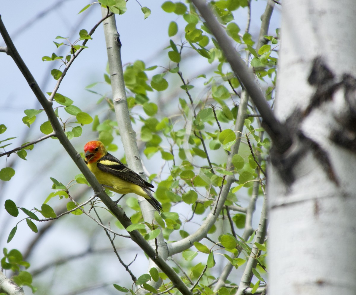 Western Tanager - ML618944378