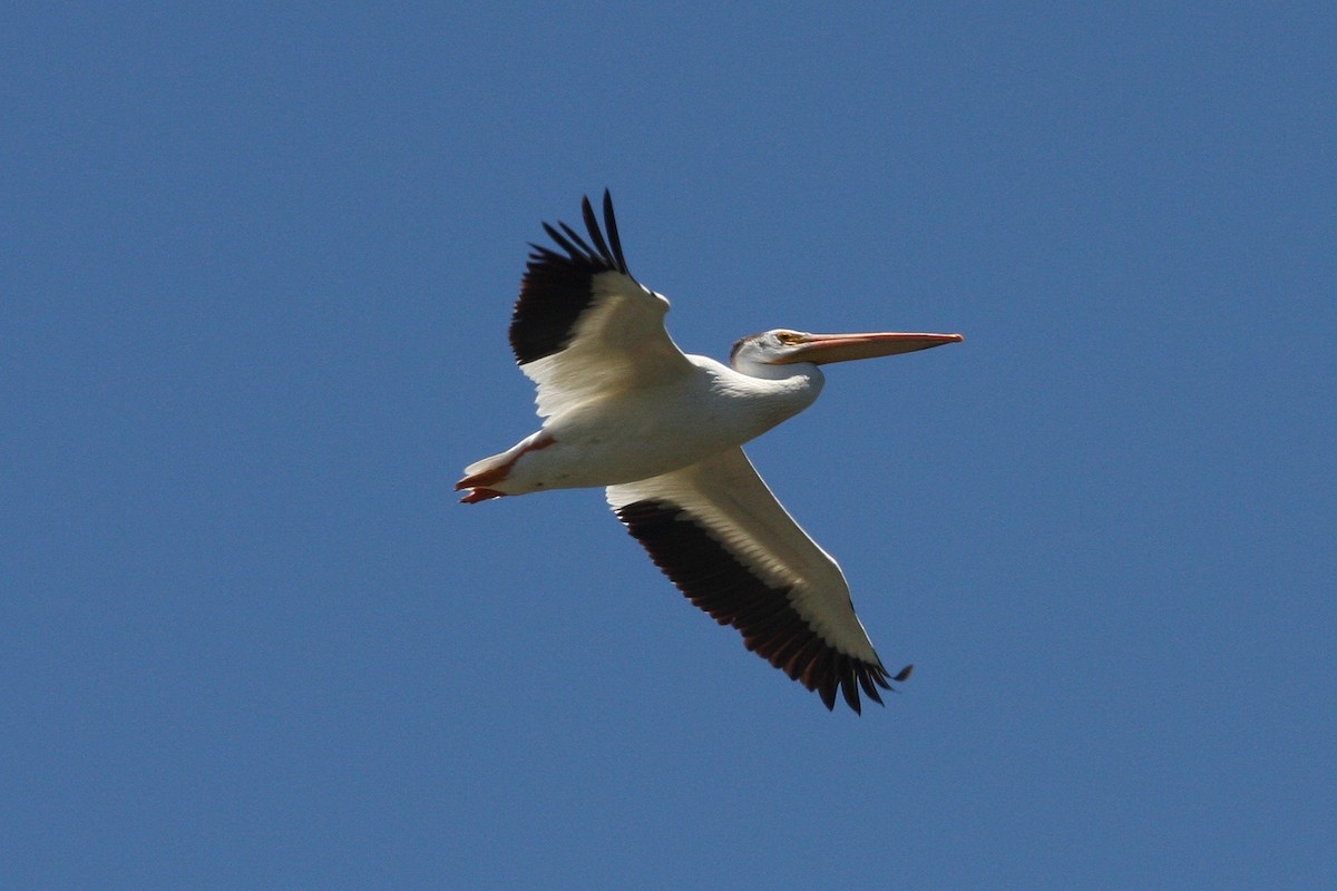 American White Pelican - ML618944379