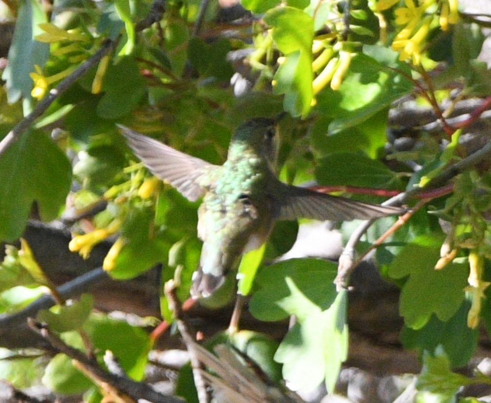 Calliope Hummingbird - ML618944382